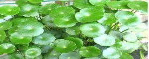鏡面草怎么修剪才好看