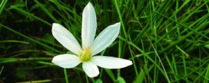 蔥蘭怎么施肥，什么時(shí)候開花