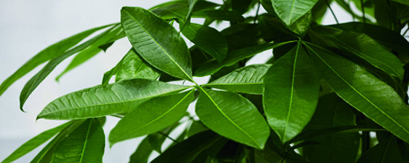 發(fā)財(cái)樹種子怎樣播種，幾月份播種最好