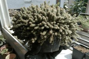 她家花盆里長了毛毛蟲，掐根枝就活，1個月爆滿大缸！