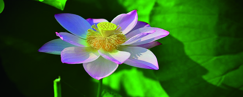 怎么延長(zhǎng)荷花花期，花期一般有多長(zhǎng)