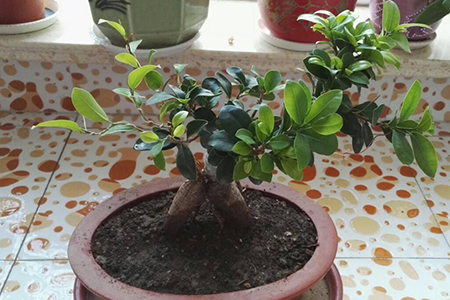 人參榕