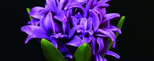 風(fēng)信子怎么水培，能開幾次花