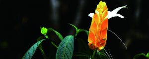 黃金塔花怎么養(yǎng)，喜陰還是喜陽(yáng)