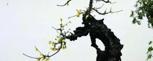 臘梅老樁怎么修剪，什么時候剪