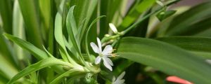 吊蘭發(fā)黃怎么辦：新栽、土培、水培處理方法