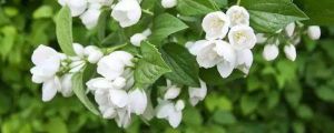 茉莉過冬枝條要剪光嗎，修剪方法圖解