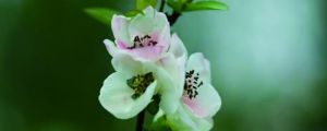 海棠花用什么盆養(yǎng)，大盆還是小盆好？