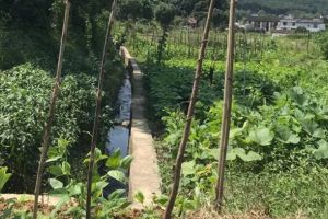 當(dāng)我老了，想和你建個菜園，低頭種菜，抬頭賞花！