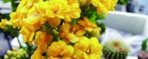 如何讓長(zhǎng)壽花多開花，長(zhǎng)大長(zhǎng)壯？