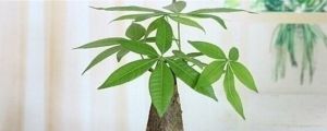 發(fā)財樹要怎么挑選好的，養(yǎng)什么樣的好？