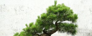 盆栽松樹怎么養(yǎng)殖，如何上盆？