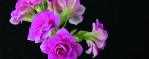 長壽花怎么修剪，什么時(shí)候摘心