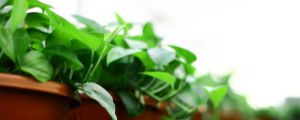 綠蘿怎么養(yǎng)殖：長(zhǎng)得又快有茂密，爆盆爬滿(mǎn)墻