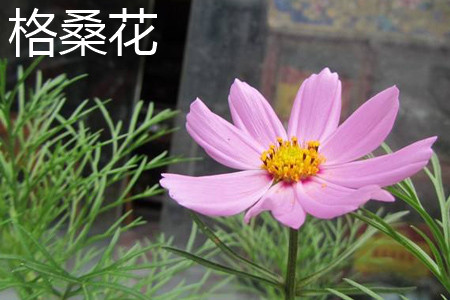 格?；ㄈ~片