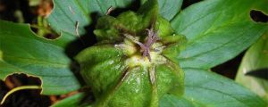 七葉一枝花怎么種植：怎么育苗、施什么肥？
