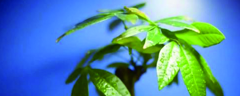 發(fā)財(cái)樹(shù)為什么掉葉子，落葉怎么補(bǔ)救