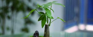 發(fā)財(cái)樹葉子太多怎么剪，壞葉、老葉子要剪掉嗎