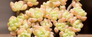 葉插多肉出芽后怎么辦，只長根不發(fā)芽的原因是什么