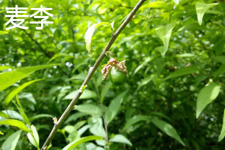 麥李樹(shù)干