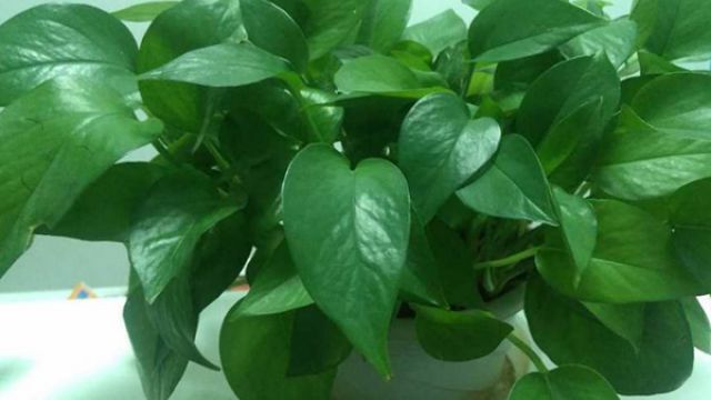 養(yǎng)花冬天要防凍，盆里加點“它”，再冷葉子也是油亮亮