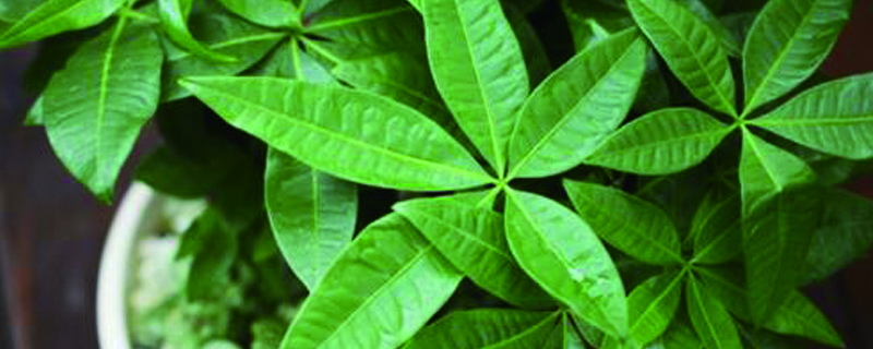 發(fā)財(cái)樹爛頂怎么處理，鋸掉后如何發(fā)芽