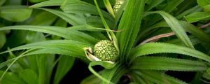 露兜樹果實(shí)能不能吃，果子如何剝開？