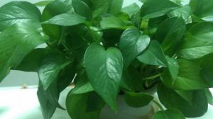 養(yǎng)花冬天要防凍，盆里加點(diǎn)“它”，再冷葉子也是油亮亮