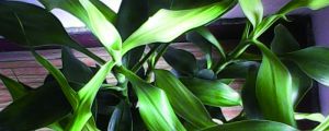 富貴竹需要怎么去養(yǎng)，才能更旺盛（水養(yǎng)和土養(yǎng)）