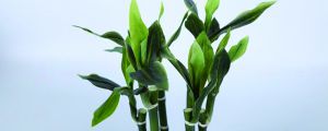小發(fā)財(cái)樹(shù)怎么養(yǎng)才茂盛，怎么澆水