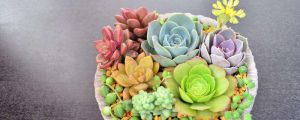 多肉葉插發(fā)芽后怎么種，多久給水，多久長大