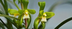 蘭花開(kāi)花后怎么處理：怎么澆水、莖怎么剪？