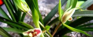 蘭花怎么養(yǎng)才能旺盛、枝繁葉茂？
