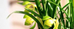 蘭花用什么花盆好：為什么要高腰盆，泥瓦盆、瓷盆、紫砂盆好嗎？