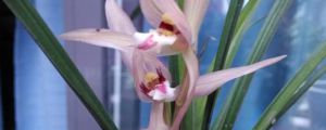 蘭花播種時(shí)間是什么，怎么播種和養(yǎng)護(hù)？