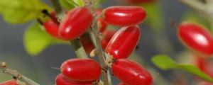 神秘果苗多少錢一棵，一棵能產(chǎn)多少斤？