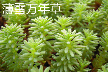 薄雪萬年草