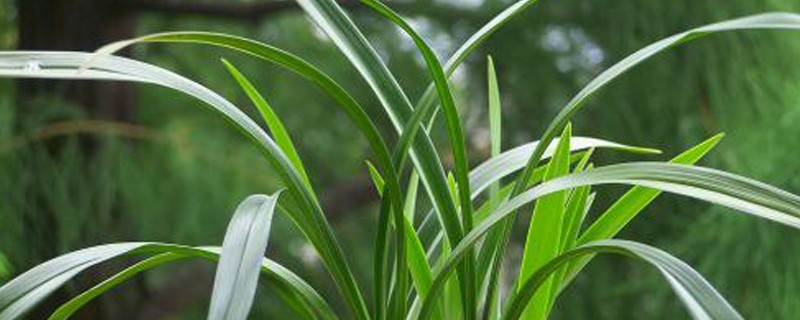 蘭花爛根后用什么消毒，剪掉后怎么種？