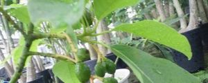 牛油果樹盆栽會結(jié)果嗎，怎么種植才結(jié)果？