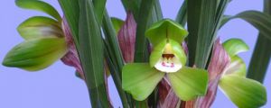 蘭花沒根怎樣養(yǎng)出根來，可以用沙發(fā)根嗎？