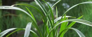 蘭花爛根后用什么消毒，剪掉后怎么種？
