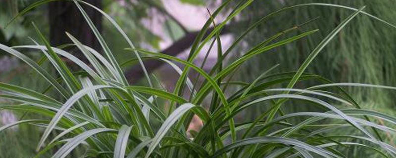 蘭花出芽不長怎么辦，怎樣才能發(fā)壯芽？
