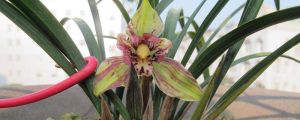 蘭花怎么養(yǎng)才能開花，開的更香？