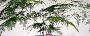 水養(yǎng)怎樣養(yǎng)文竹更茂盛，多久換一次水？