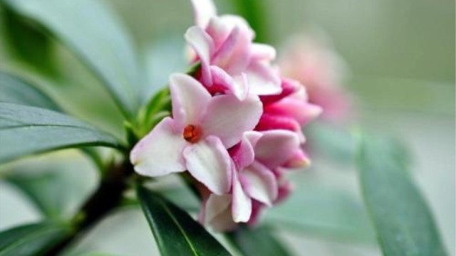 瑞香和結香的區(qū)別