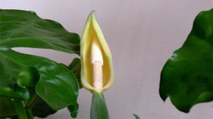 滴水觀音幾月份開(kāi)花