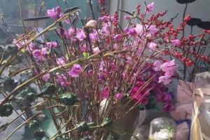 野生蘭花杜鵑…快要挖到滅絕了，請放過它們吧