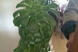 冬天之前，給花澆點“它”，土壤不結(jié)塊兒，植物長得旺