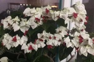 這花會(huì)吐小珠子，養(yǎng)1盆365天開花，一次開花100朵！