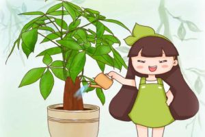 他養(yǎng)10年的發(fā)財(cái)樹，長的比大腿還粗，到底咋養(yǎng)的？
